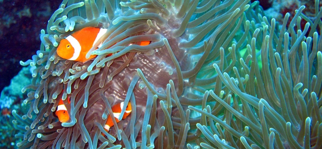 AquariumManager iOS