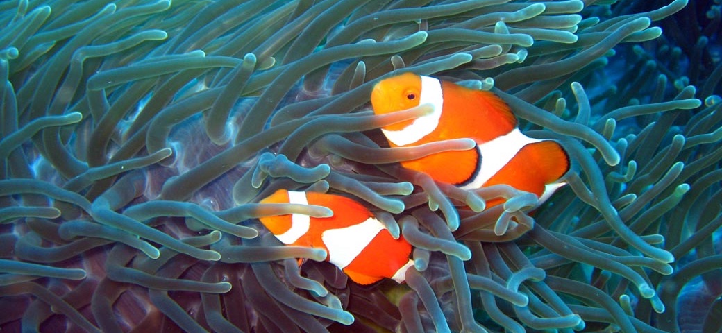 AquariumManager macOS